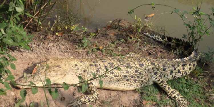 White crocodiles re-sighted in Bhitarkanika, marginal increase in number of reptiles
