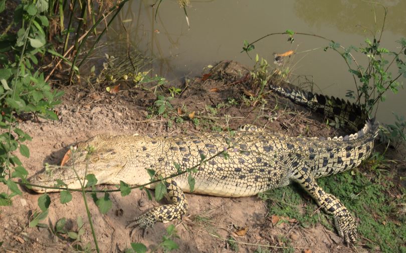 White crocodiles re-sighted in Bhitarkanika, marginal increase in number of reptiles