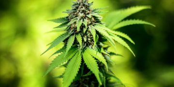 ganja