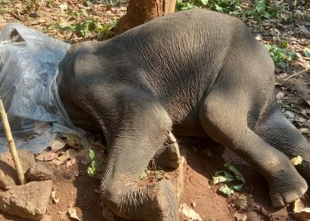 Ailing female jumbo dies in Ganjam forest