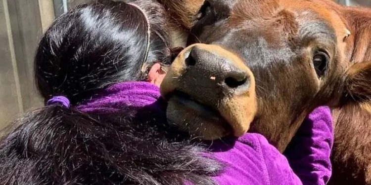 Cow hug