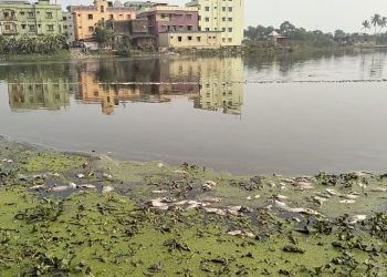 Fish kill in Bata river