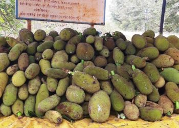 Rayagada jackfruit farmers suffer due to lack of storage facilities