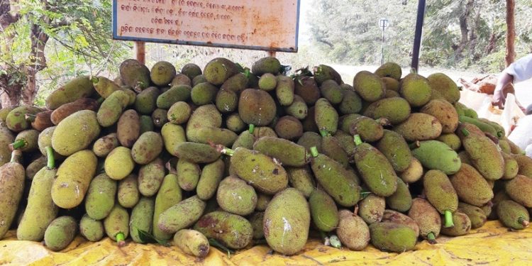 Rayagada jackfruit farmers suffer due to lack of storage facilities