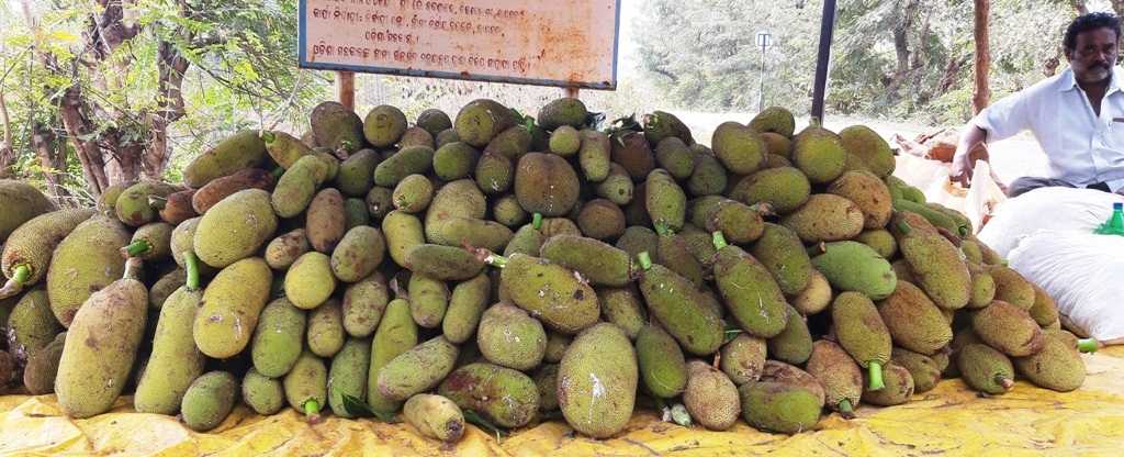 Rayagada jackfruit farmers suffer due to lack of storage facilities