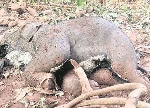 Jumbo Carcass in Keonjhar