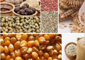 Prices of cereals to be about 15% higher_CRISIL