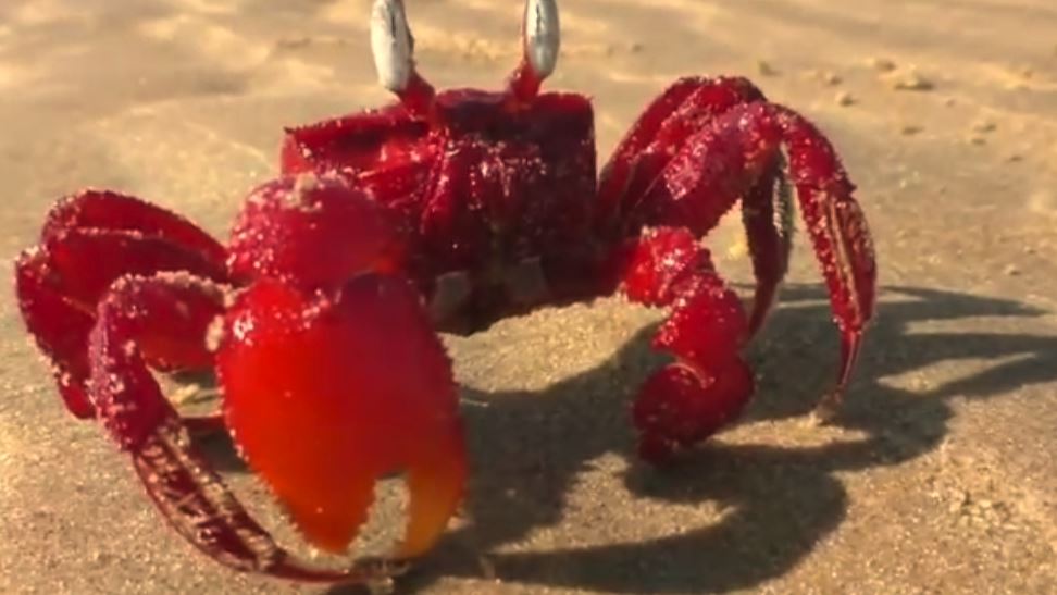 Red crab