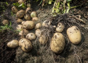The elderly man collects crop of potatoes on his plot in a sunny summer day.