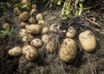 The elderly man collects crop of potatoes on his plot in a sunny summer day.