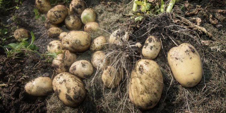 The elderly man collects crop of potatoes on his plot in a sunny summer day.