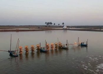 Kendrapara prawn gheries causing environmental harm