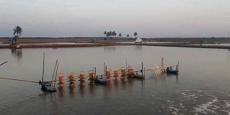 Kendrapara prawn gheries causing environmental harm