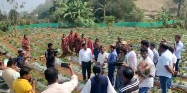 Odisha Chief Secy visits Kotia strawberry farm