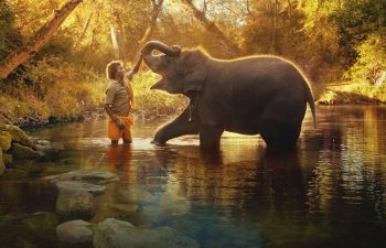 Oscar-winning 'Elephant Whisperers' shot at Theppakadu camp, oldest in Asia