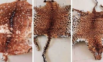 Odisha STF seizes leopard skin, arrests wildlife criminals