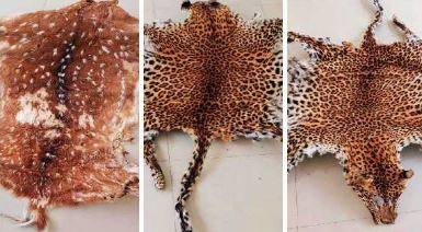 Odisha STF seizes leopard skin, arrests wildlife criminals