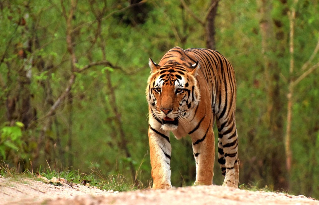 Tiger -Uttar Pradesh