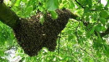 Honey collectors causing wildfires at Bhitarkanika