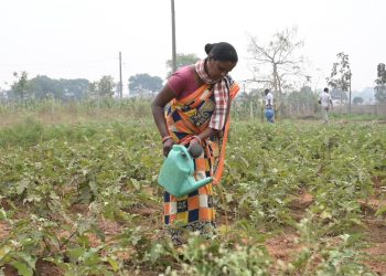 Odisha: Tribals make hay with natural farming in Sundargarh district