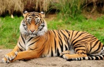 Big cat population down in Odisha; first-ever translocation project fails