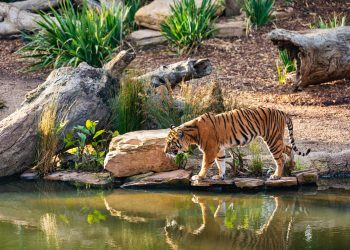 Roayl Bengal Tiger (Courtesy: Robert Stokoe)