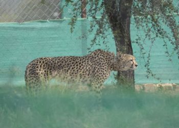 Translocated cheetah released in Kuno National Park