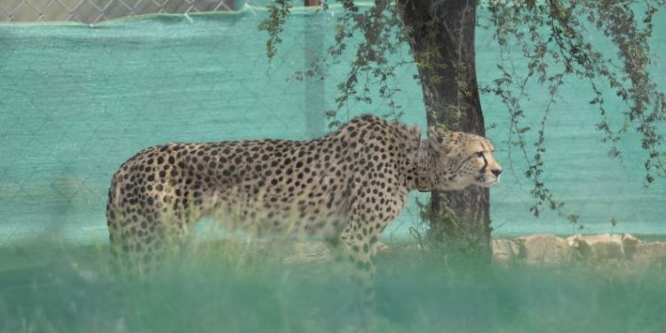Translocated cheetah released in Kuno National Park