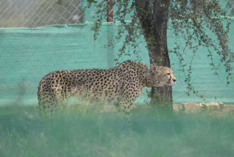 Translocated cheetah released in Kuno National Park
