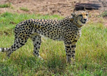 Cheetah - Kuno National Park