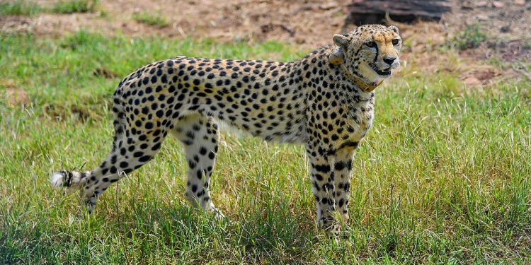 Cheetah - Kuno National Park
