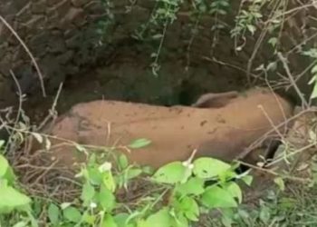 Odisha_Baby elephant falls in well in Keonjhar district; rescued