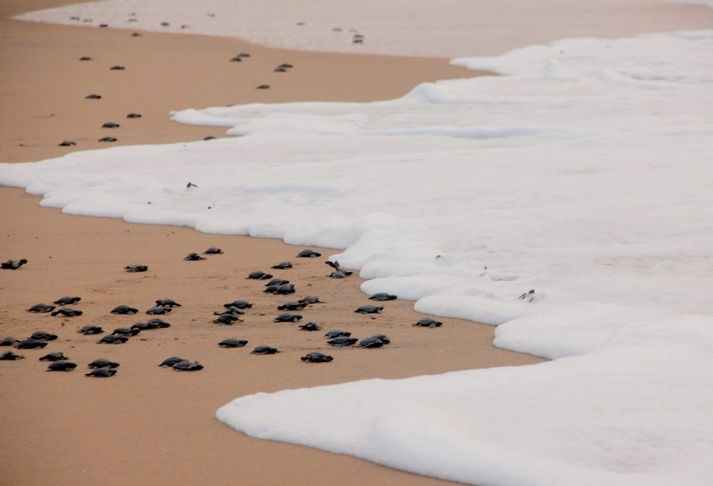 Odisha: Over two crore Olive Ridley hatchlings born at ‘Nasi-2’