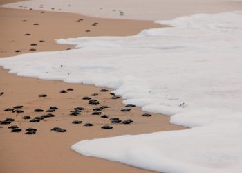 Odisha: Over two crore Olive Ridley hatchlings born at ‘Nasi-2’