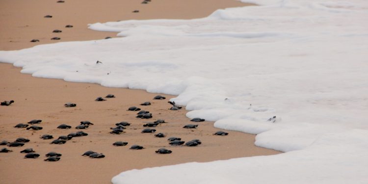 Odisha: Over two crore Olive Ridley hatchlings born at ‘Nasi-2’