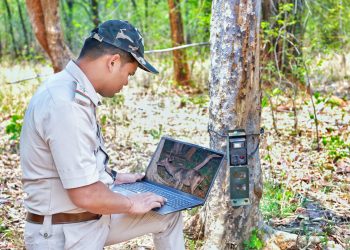 Debrigarh sanctuary logs 1 tiger, 82 leopards in wildlife census