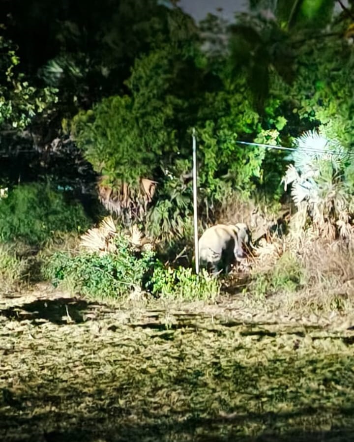 Elephant menace returns to haunt Bonai