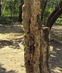 Phasi tree