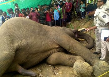 Tusker electrocuted in Boudh district