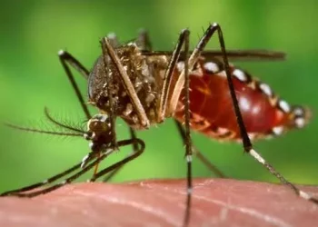 Dengue cases Odisha