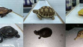 306 live exotic sea animals seized at Air Cargo Mumbai