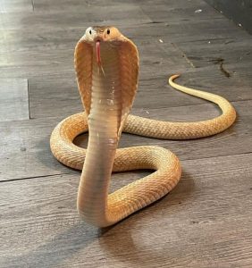 Monocled-Cobra