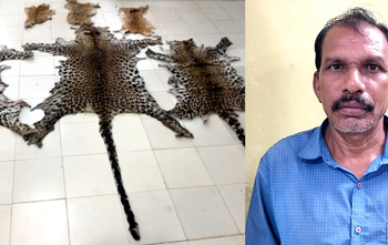Odisha STF seizes three leopard skins, three deer skins; one held
