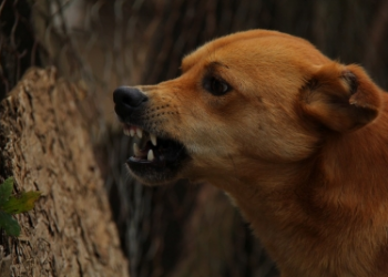 Rabies-infected girl bites 40 people