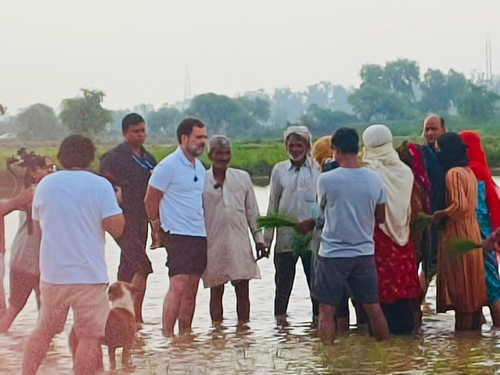 Rahul's interaction with farmers in Haryana village shows party's sensitivity: Congress
