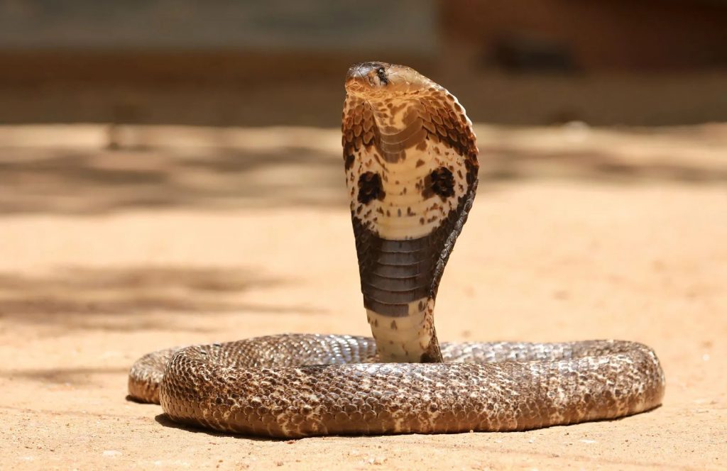 Spectacled cobra