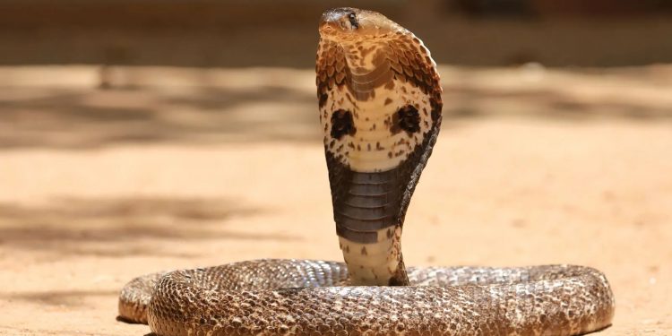 Spectacled cobra