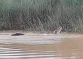 Crocodile drags woman into deep waters of Birupa river in Odisha's Jajpur district, devours her