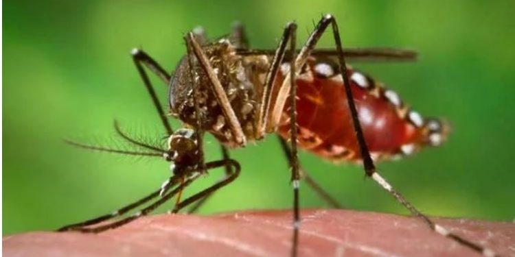 Dengue hotspots
