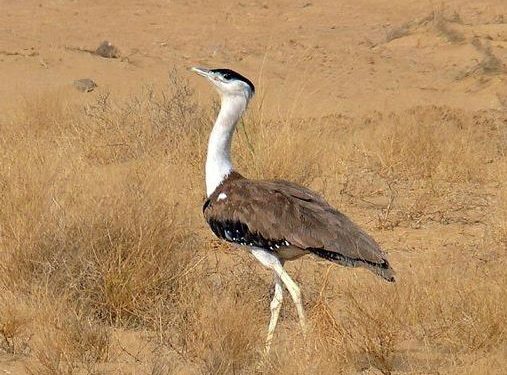 Great Indian Bustard